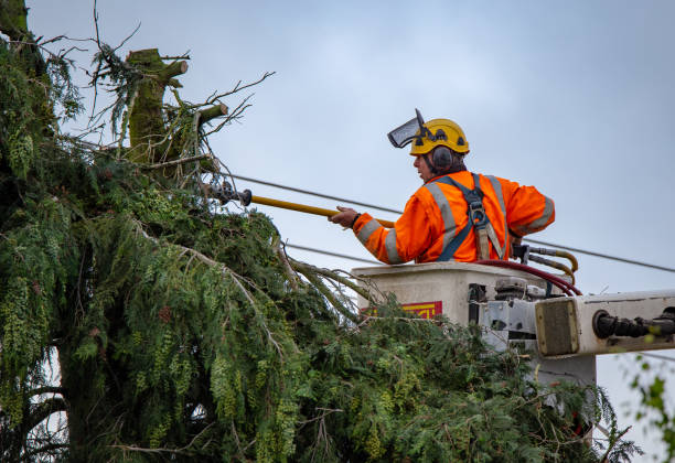 Best Hazardous Tree Removal  in Milltown, NJ