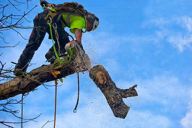 How Our Tree Care Process Works  in  Milltown, NJ